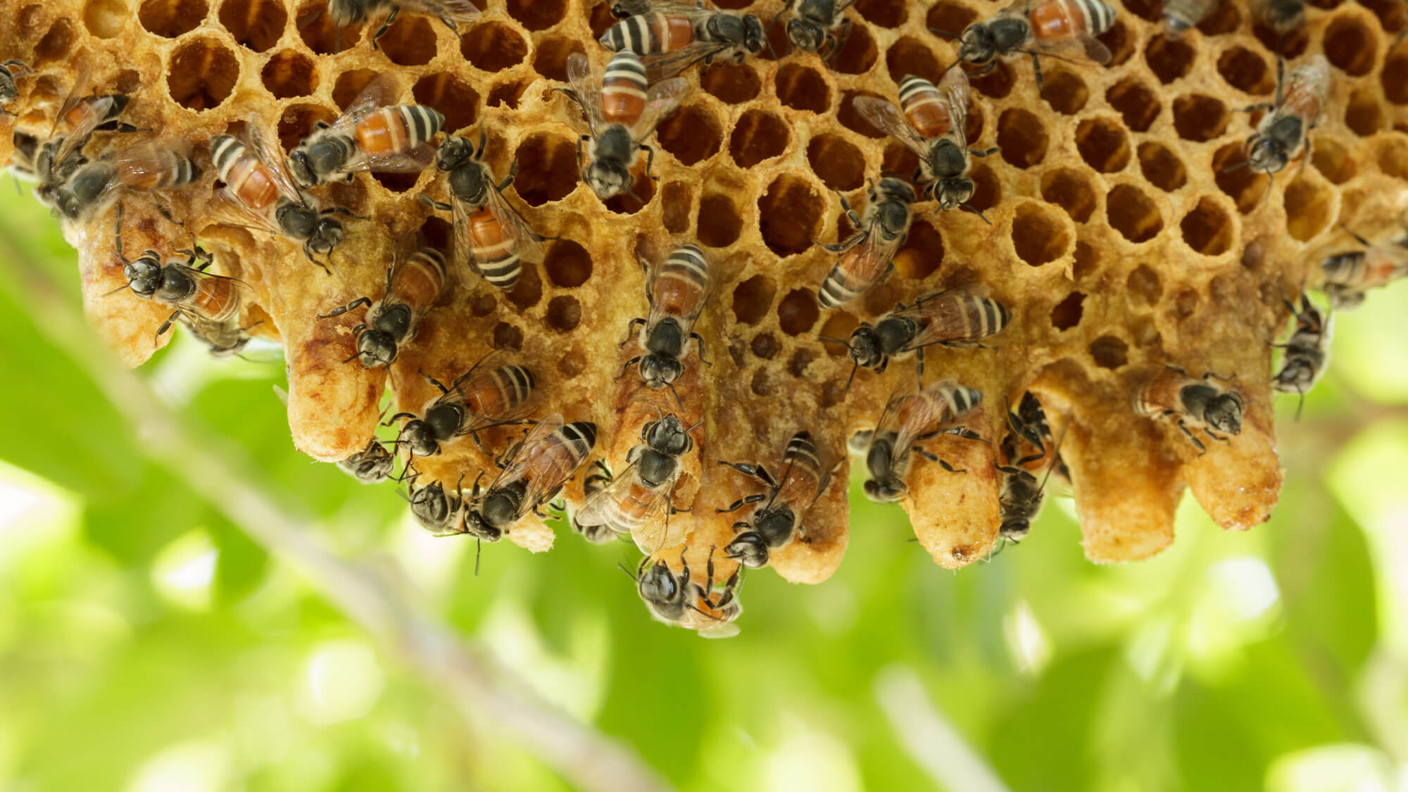 Bees on a hive