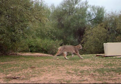 Providing a space for local biodiversity to thrive